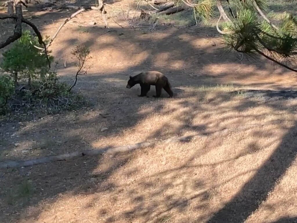 Bear In Field