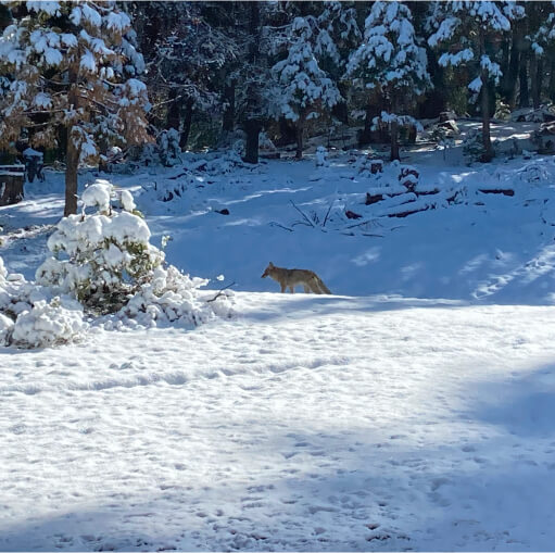 Fox In Snow