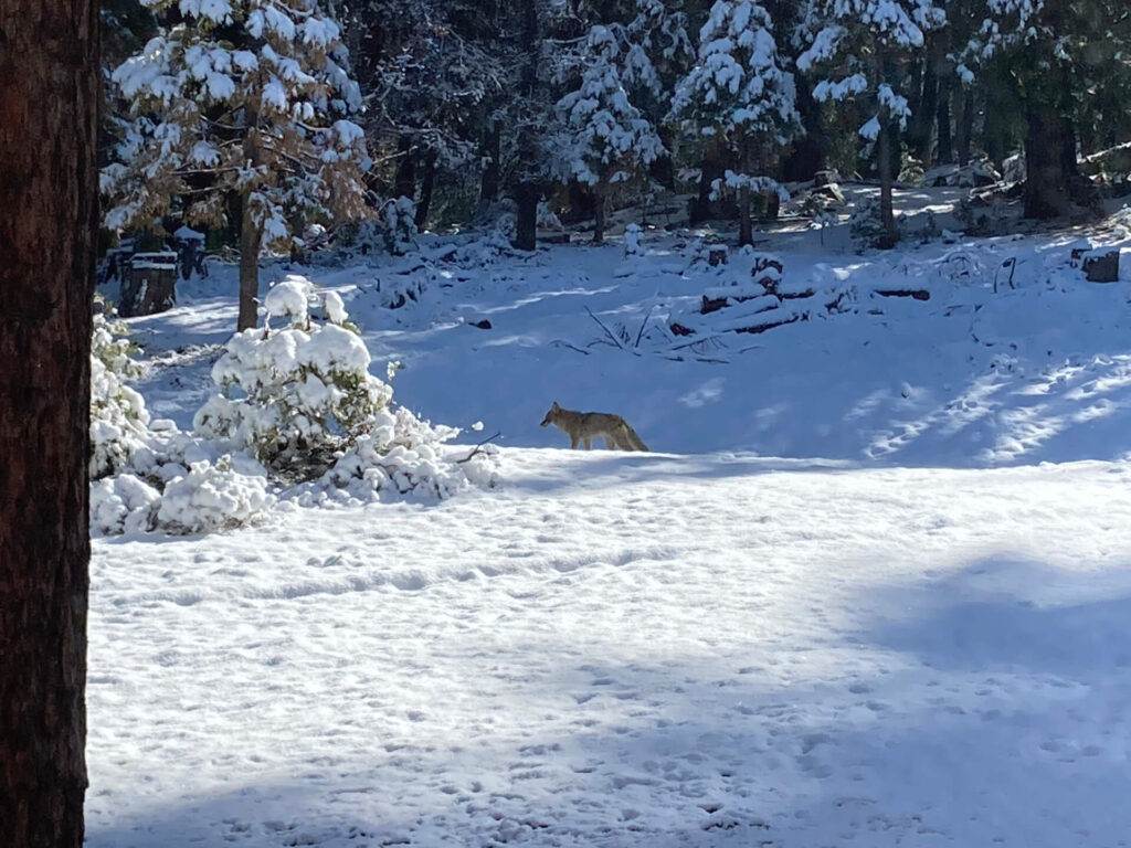 Fox In Snow